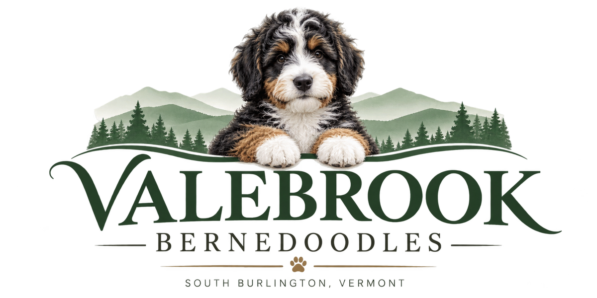 Valebrook Bernedoodles